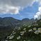 29 Vista in Corna Grande con  fioriture di camedrio alpino _Dryas octopetala_.JPG