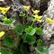 33 Viola gialla _Viola biflora_ nella fenditura della roccia.JPG