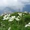 62 Fioriture di anemone narcissino alla croce di vetta della Corna Grande _2089 m_.JPG
