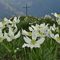 63 Fioriture di anemone narcissino alla croce di vetta della Corna Grande _2089 m_.JPG