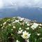 70 Anche fioriture di camedrio alpino alla croce di vetta della Corna Grande.JPG
