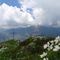 71 Anche fioriture di camedrio alpino alla croce di vetta della Corna Grande.JPG
