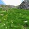 58 In ripida salita nel verde dell_erba e giallo delle pulsatille alpine sulfuree.JPG