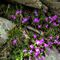 79 ancora estese fioriture di primula irsuta  tra le rocce dell_anticima.JPG