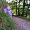 18 Bel sentiero nel bosco in lieve saliscendi, con fiori di stagione.JPG