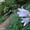 20 Bel sentiero nel bosco in lieve saliscendi, con  Campanula selvatica bianca _Campanula trachelium_.JPG