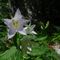 59 Campanula selvatica bianca_Campanula trachelium_...JPG