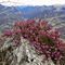 58 Erica in fiore con panorama sulla Valle Brembana.JPG