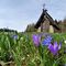 02 Crocus  violetti e scilla silvestre azzurra in fiore ai prati della Pigolotta.JPG