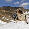 52 Nika si rinfresca sulla neve sullo sfondo dei Monti Tartano e Azzaredo.JPG