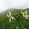 04 Narcisi in fiore con vista sulla cima del Linzone che viene avvolta dalla nebbia.JPG