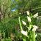 15 Fiori di Cefalantera maggiore _Cephalantera longifolia_.JPG