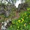 53 Ginestra fiorita e profumata sul sentiero per la cima dello Zucco.JPG