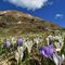 26 Crocus bianchi e violetti al Monte Campo con vista sullo Spondone.JPG