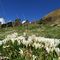 28 Crocus bianchi e violetti al Monte Campo con vista sullo Spondone.JPG