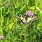 074 _ Papilio machaon 4.JPG