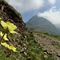 19 La sterrata_gippabile abbellita da fiori di pulsatilla alpina sulfurea.JPG