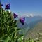 55 Primula irsuta _Primula hirsuta_ con panorama su Val Cerviera e Monte Disgrazia.JPG