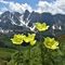 03 Pulsatilla alpina sulfurea  con vista sulle Piccole Dolomiti Scalvine.JPG