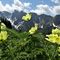 25 Fiori di pulsatilla alpina sulfurea  mosse dal vento con vista sulle Piccole Dolomiti Scalvine.JPG