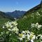 66 Distese di anemoni narcissini verso Val Vedra e Alben.JPG