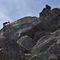 51 Sentinelle rampanti sulle rocce del Pizzo Paradiso.JPG