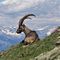 68 Bell_esemplare di stambecco maschio adulto in relax con le Alpi Retiche sullo sfondo.JPG