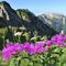 19 Fiori di Fiordaliso alpino _Centaurea nervosa_ sullo sfondo del Corno Branchino e de Il Pizzo di Roncobello.JPG