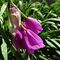 24 Unico esemplare visto di Aglio d_Insubria _Allium insubricum_, passata la fioritura!.JPG