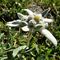 53 Stellla Alpine _ Leontopodium alpinum_.JPG