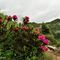 88 A temporale esaurito lascio la biata e discendo il sent. 101 fiorito di rododendri con vista a sx sul Valegino.JPG