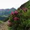 89 ... discendo il sent. 101 fiorito di rododendri con vista a dx sulla costiera Cavallo_Pegherolo.JPG