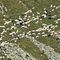 55 Gregge di pecore in discesa da Cima Cadelle.JPG
