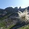32 Pulsatilla alpina in fruttescenza con vista sui roccioni tra Corna Grande e Zucco Barbesino.JPG