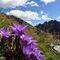 48 Sul sentiero spettacolo di   gentiana anisodonta_ramosa in piena fioritura.JPG