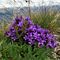 72 Anche in vetta al Barbesino tra l_erba fioriture di gentiana anisodonta_ramosa .JPG
