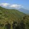 59 Vista sulla splendida abetaia di pini mughi ad alto fusto del Monte di Bracca.JPG