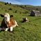 12 Mucca con vitellino alla Baita Baciamorti _1450 m_.JPG
