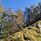 57 Sul ripido sentierino di salita dal Passo di Monte Colle al Pizzo Badile larici colorati d_autunno.JPG