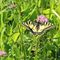 Papilio machaon _ Papilionidae Papilioninae Papilionini.jpg