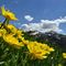 27 Fiori gialli con sullo sfondo il Monte Cavallo.JPG