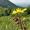 20 Bel fiore giallo con vista in Podona.JPG
