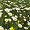 30 Distesa di bianche margherite in fiore nei prati della Stalla Fopp_ Margherita tetraploide _Leucanthemum vulgare_.JPG