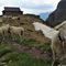 05 Con le pecore al Bivacco Tre Pizzi_Pietra Quadra _2050 m_.JPG