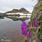 68 Primula irsuta _Primula hirsuta_ abbellisce la vista sul laghetto .JPG