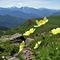 21 Fiori di pulsatilla alpina sulfurea con vista sui Piani dell_Avaro.JPG
