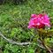 10 Fioriti i rododendri_ Rododendro rosso _Rhododendrum ferrugineum_.JPG