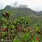 28 Rododendri rossi con vista sulla Val Salmurano che sto salendo sul sent. 108.JPG