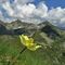 02 Da Cima Lemma con pulsatille alpine sulfuree vista verso i Laghi di Porcile con i soprastanti Cima Cadelle al centro e Monte Valegino a dx.JPG