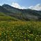 26 Pascoli fioriti con vista sul Monte Valegino _2415 m_.JPG